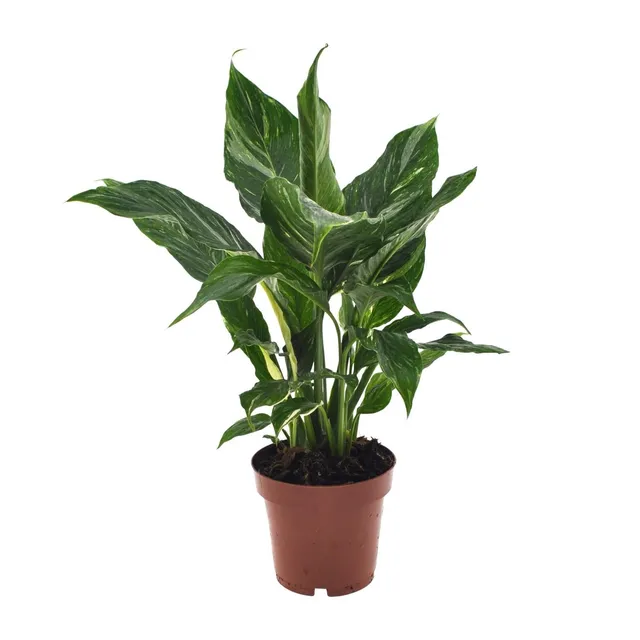 green-guardia-spathiphyllum-diamond-einblatt-12-cm-topf-wei image 1