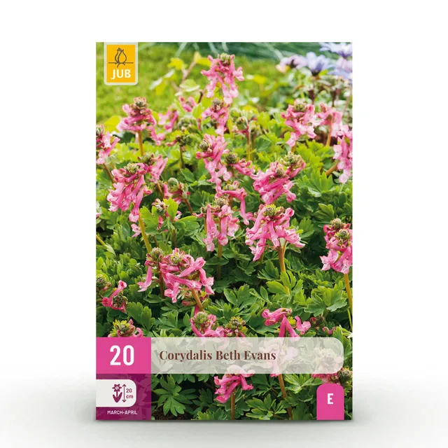 green-guardia-unsere-pflanzen-corydalis-beth-evans-zwiebeln-20-st-ck image 1