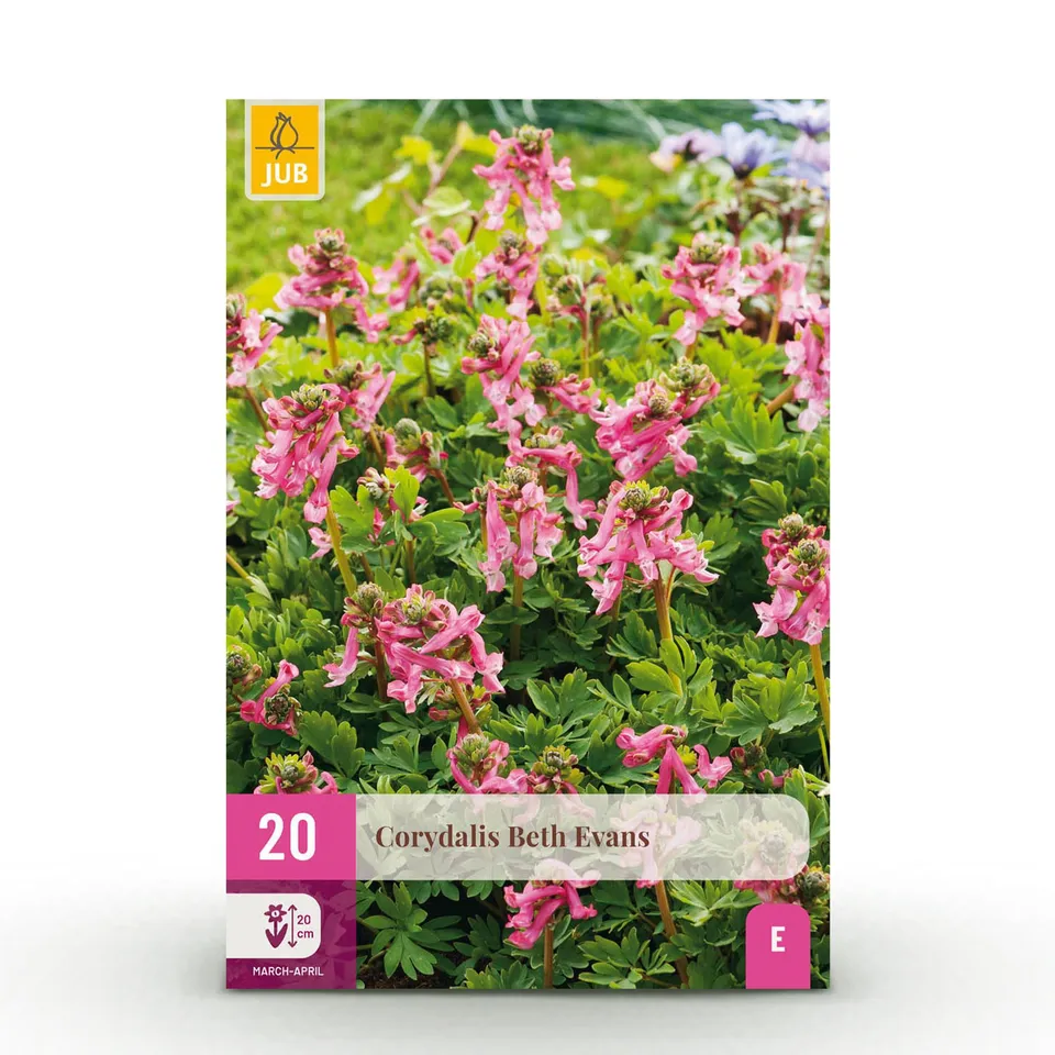 green-guardia-unsere-pflanzen-corydalis-beth-evans-zwiebeln-20-st-ck image 1