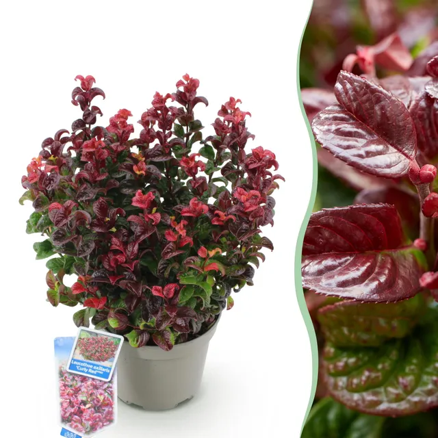 green-guardia-unsere-pflanzen-leucothoe-curly-red-pflanze-17cm-topf-rot image 1