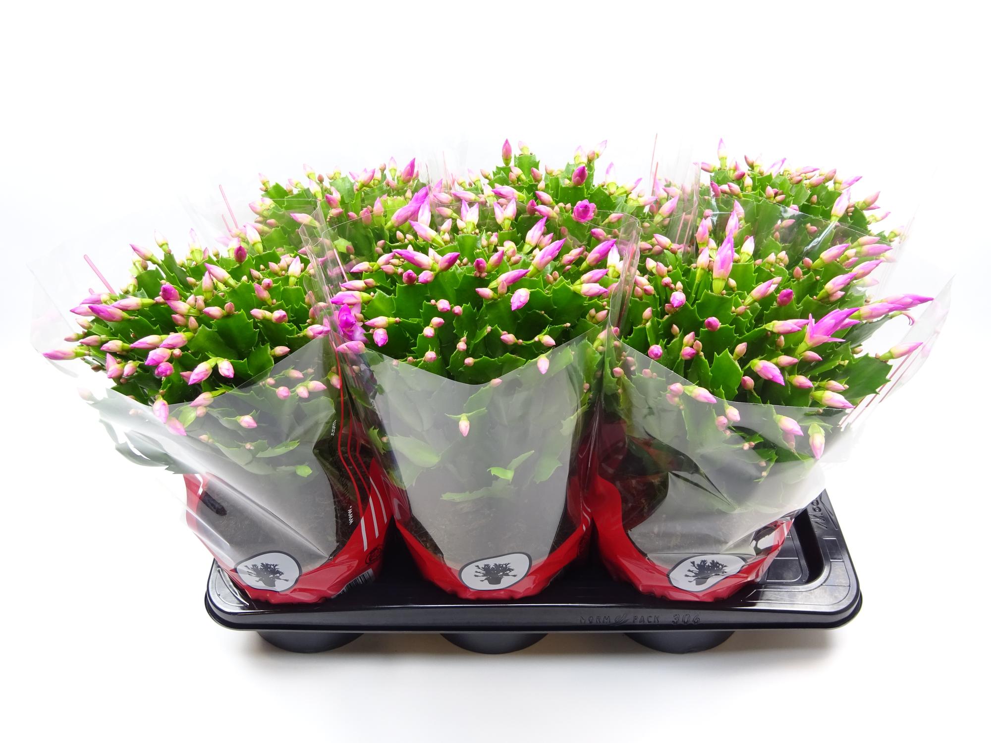 green-guardia-unsere-pflanzen-schlumbergera-weihnachtskaktus-rosa-35cm image 1