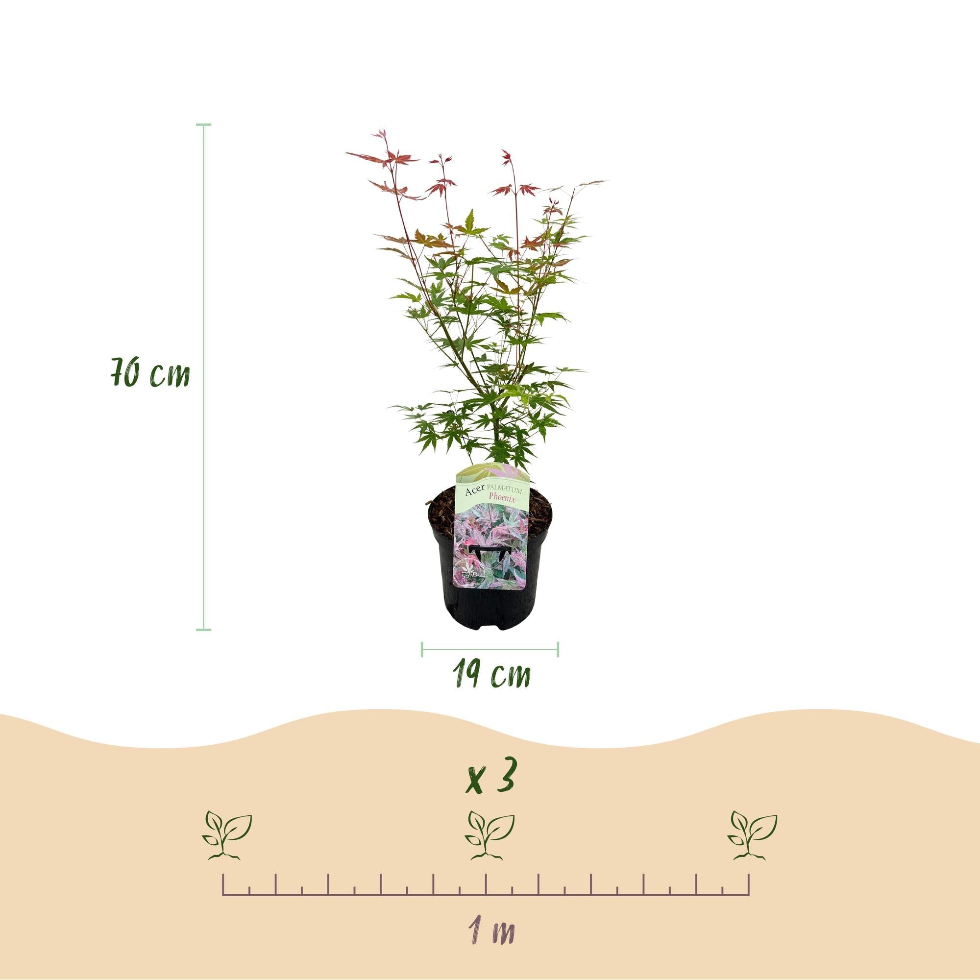 green-guardia-acer-palmatum-phoenix-japanischer-ahorn-19cm-70cm image 2