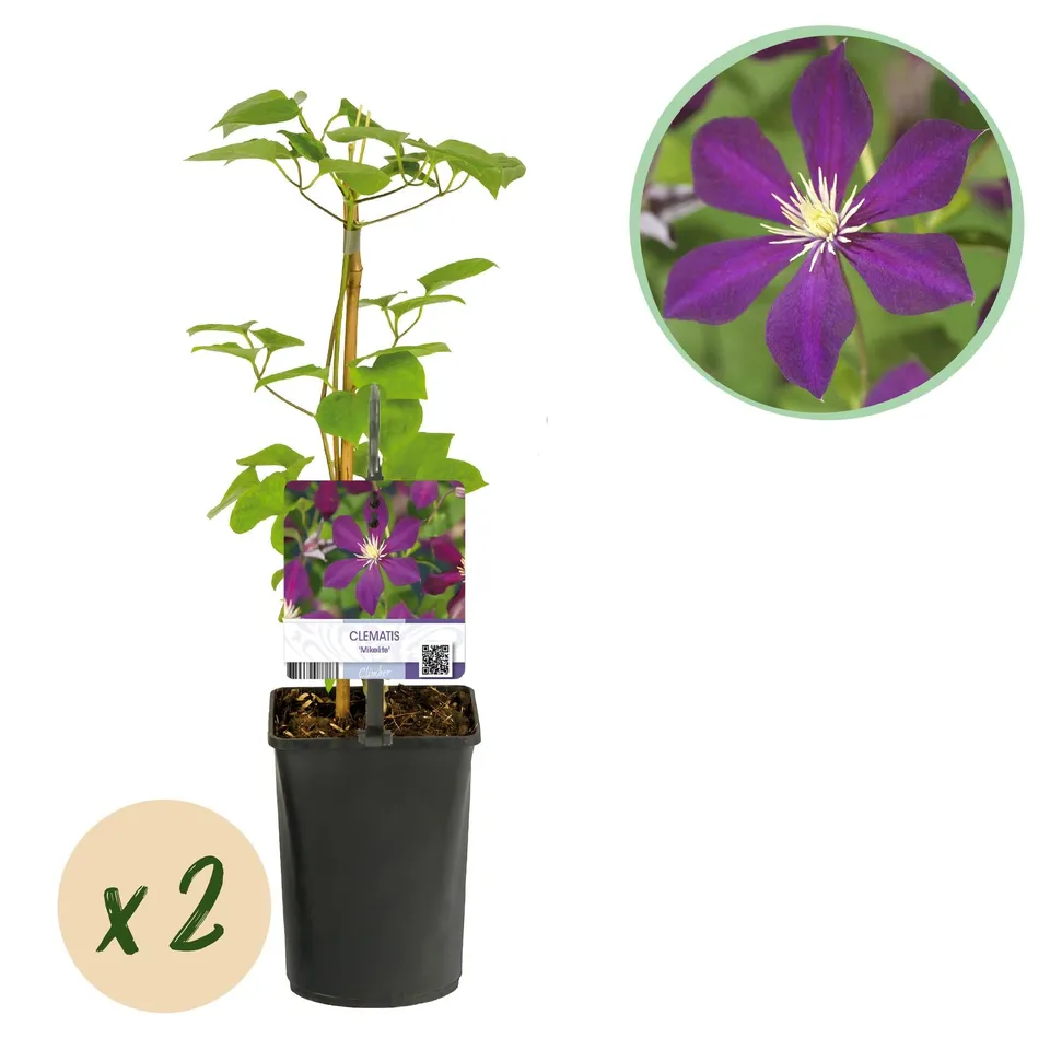 green-guardia-unsere-pflanzen-clematis-mikelite-kletterpflanze-2x-lila image 1