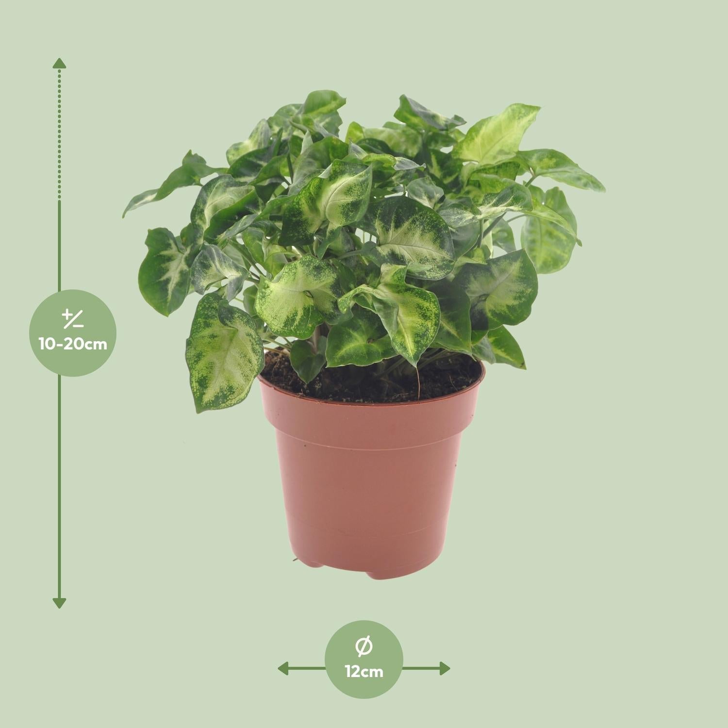 green-guardia-unsere-pflanzen-syngonium-pixie-zimmerpflanze-12cm-30cm-pflegeleic image 2