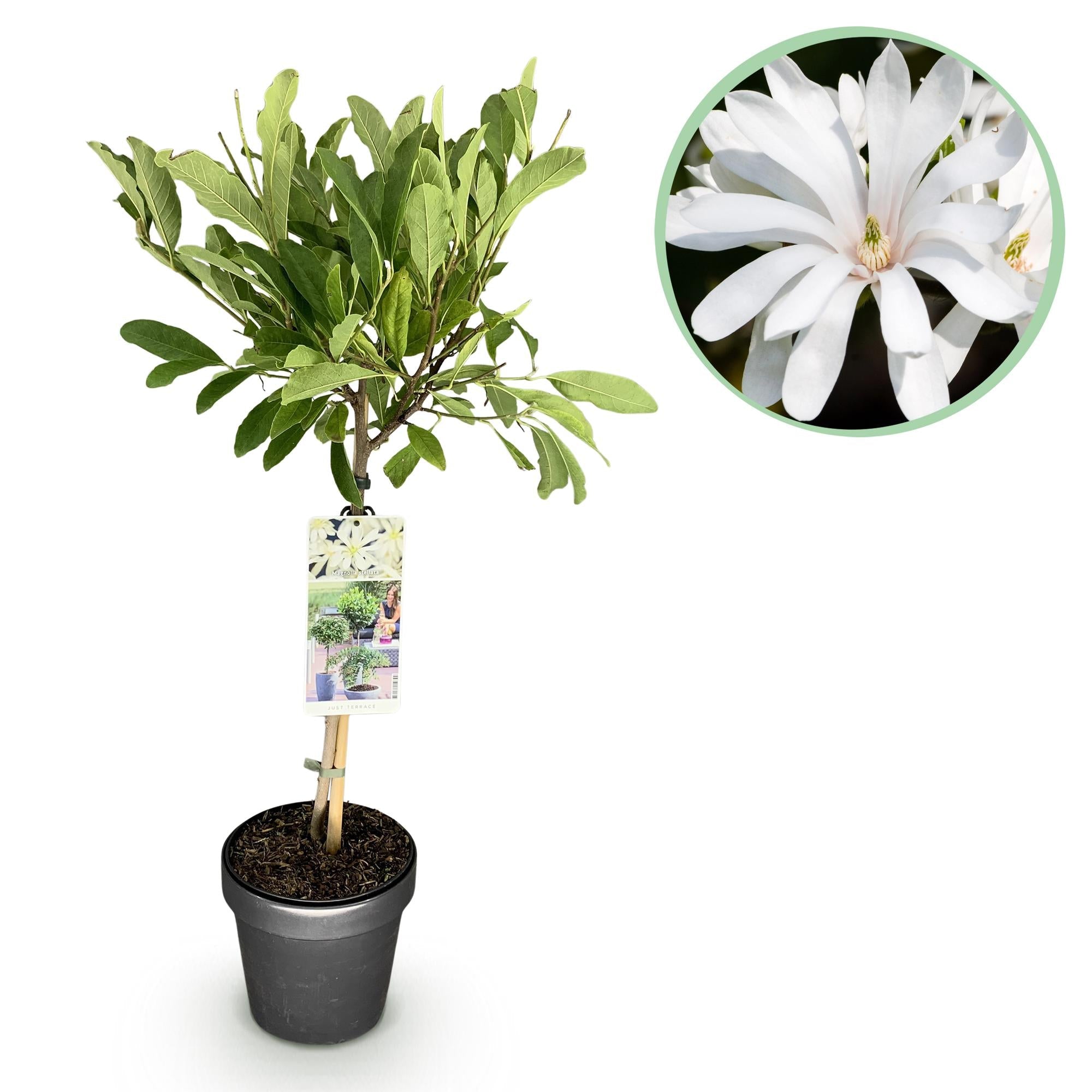 green-guardia-magnolia-stellata-sternmagnolie-19cm-topf-90cm image 1
