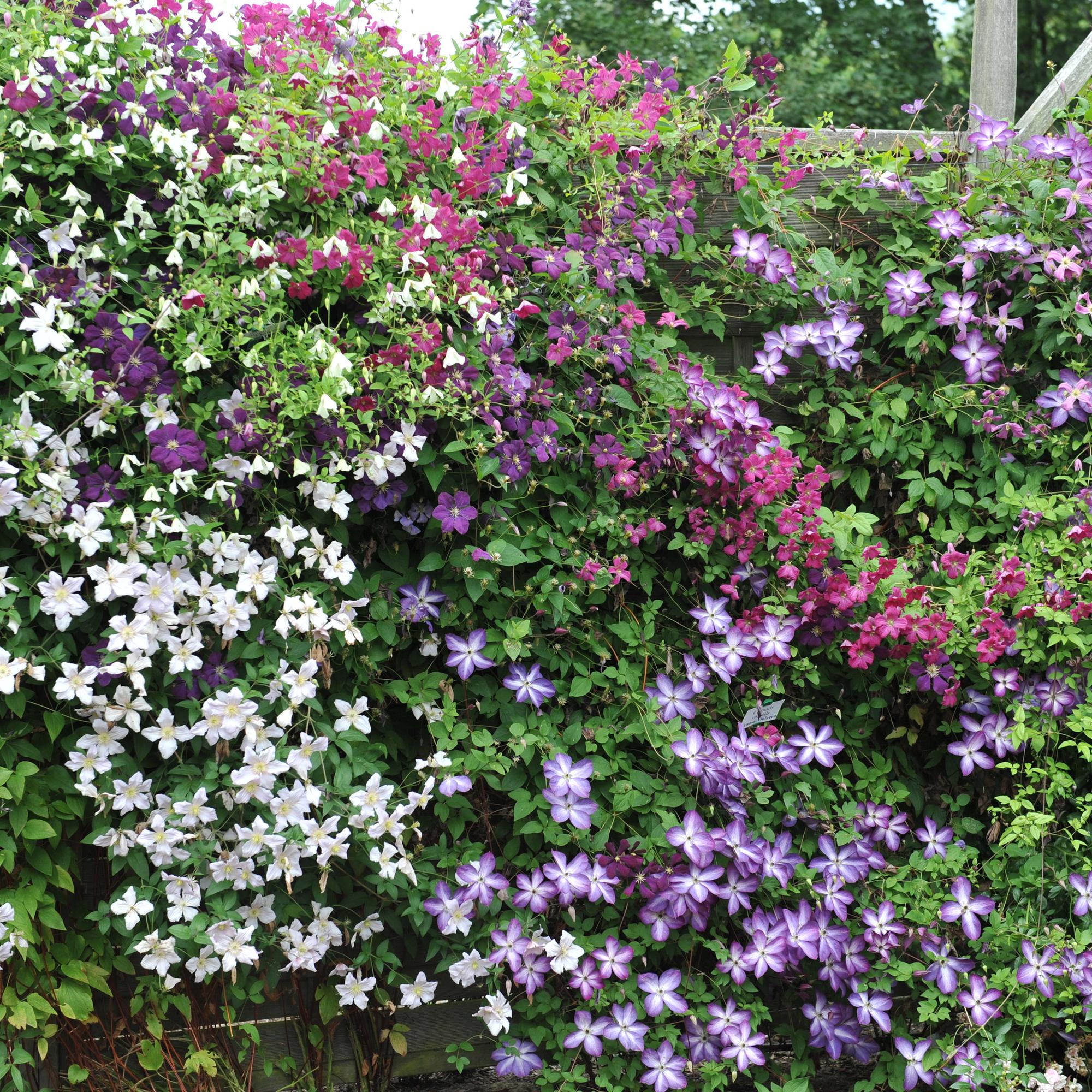 green-guardia-unsere-pflanzen-clematis-rainbow-kletterpflanze-4x-bunt image 5