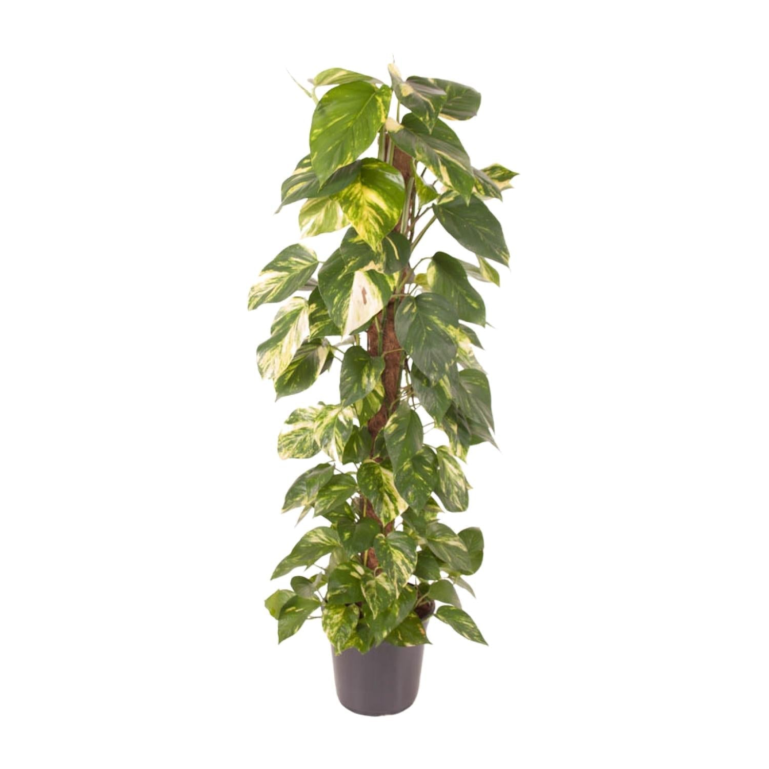 green-guardia-unsere-pflanzen-efeutute-epipremnum-120-cm-24-topf image 1