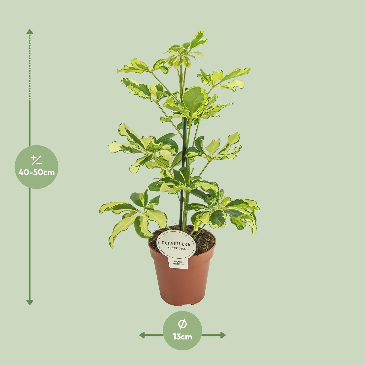 green-guardia-schefflera-charlotte-zimmerpflanze-13cm-topf-luftreinigend image 2