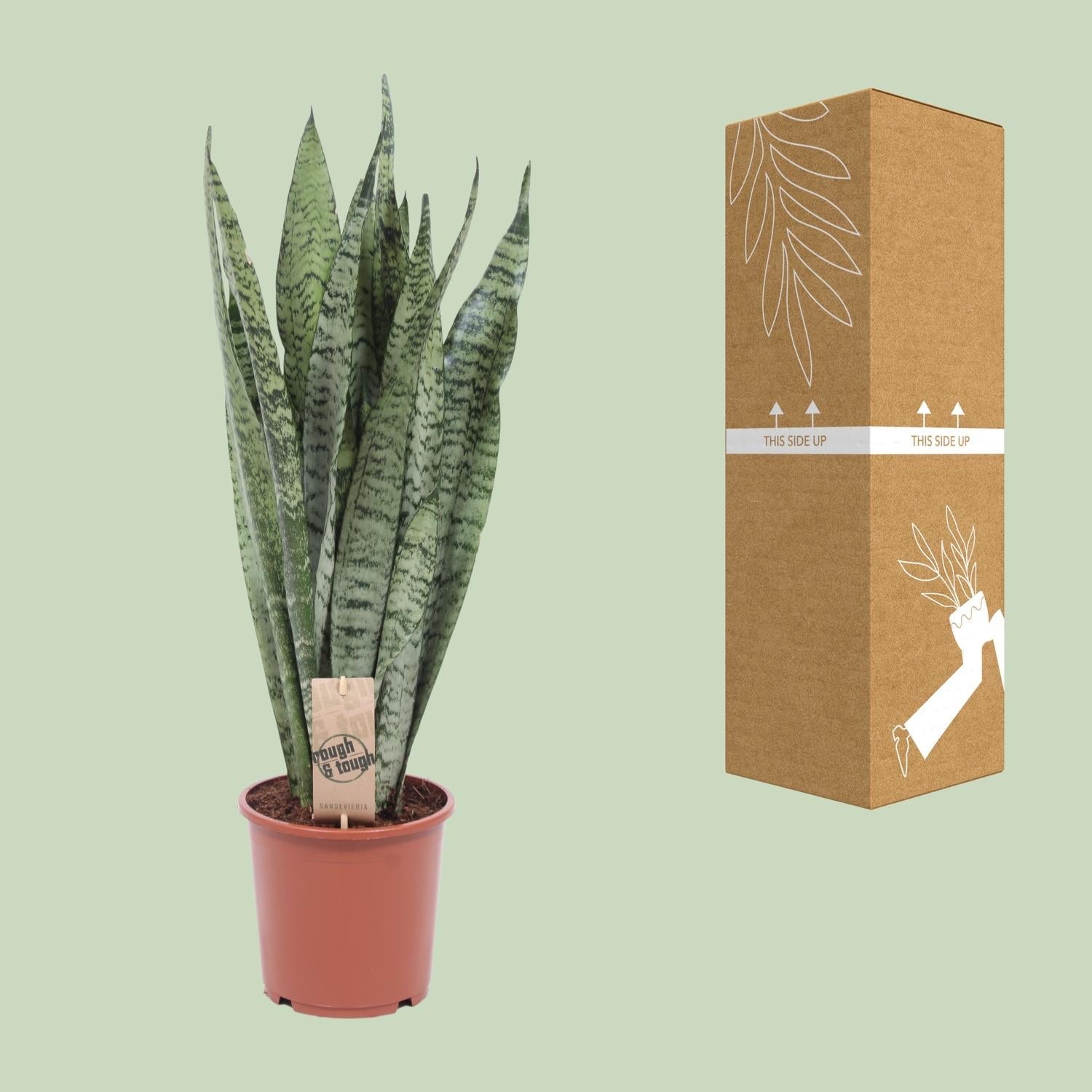 green-guardia-unsere-pflanzen-sansevieria-zeylanica-zimmerpflanze-70cm-luftreini image 3
