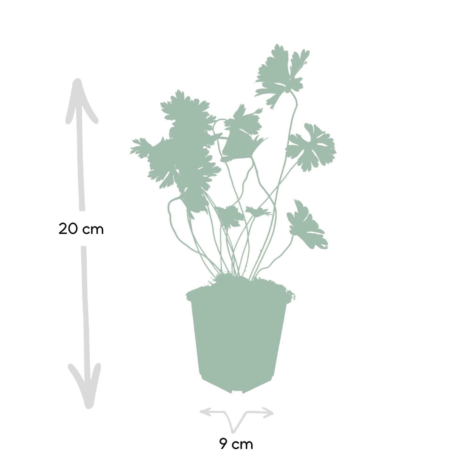green-guardia-unsere-pflanzen-geranium-rozanne-storchschnabel-6x image 2