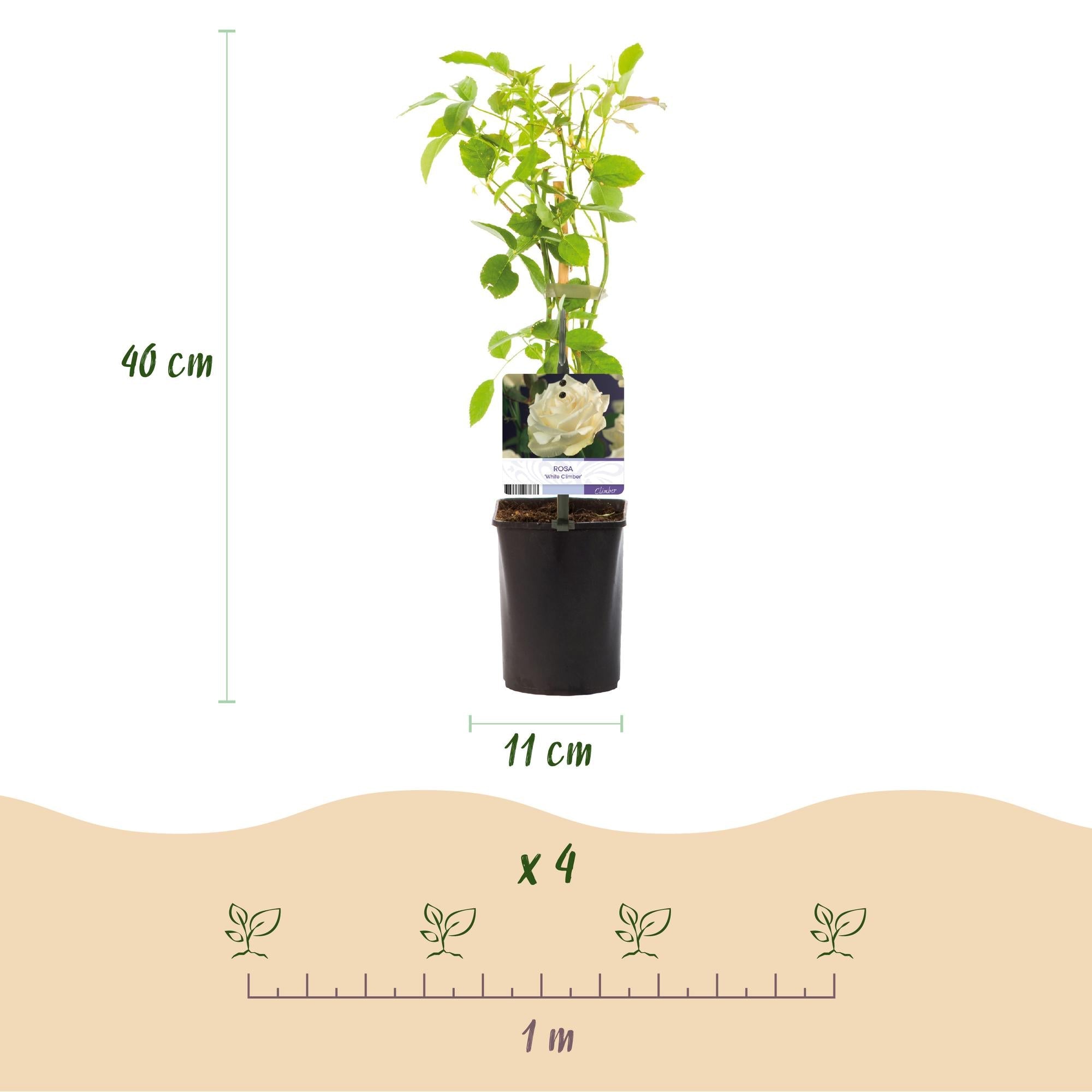 green-guardia-unsere-pflanzen-white-climber-kletterrose-wei-2-pflanzen image 3