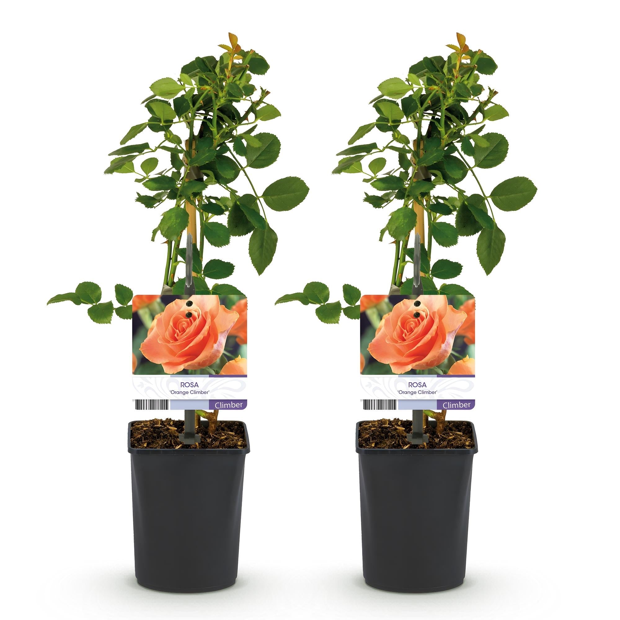 green-guardia-unsere-pflanzen-rosa-orange-climber-kletterrose-2x40cm image 2