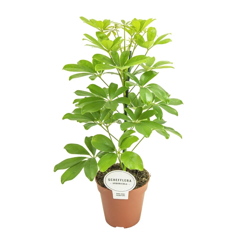 green-guardia-unsere-pflanzen-schefflera-nora-schirmbaum-35-45cm image 1