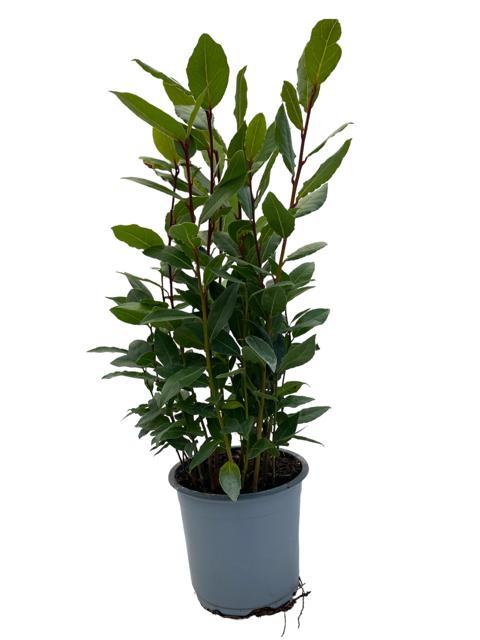 green-guardia-lorbeer-pflanze-14cm-topf-35cm-immergr-n image 1