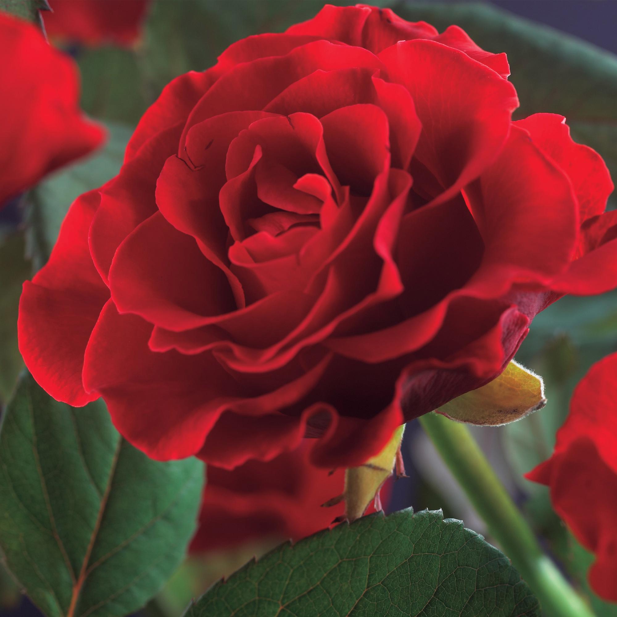 green-guardia-unsere-pflanzen-kletterrose-paul-scarlet-rankrose-rot image 4