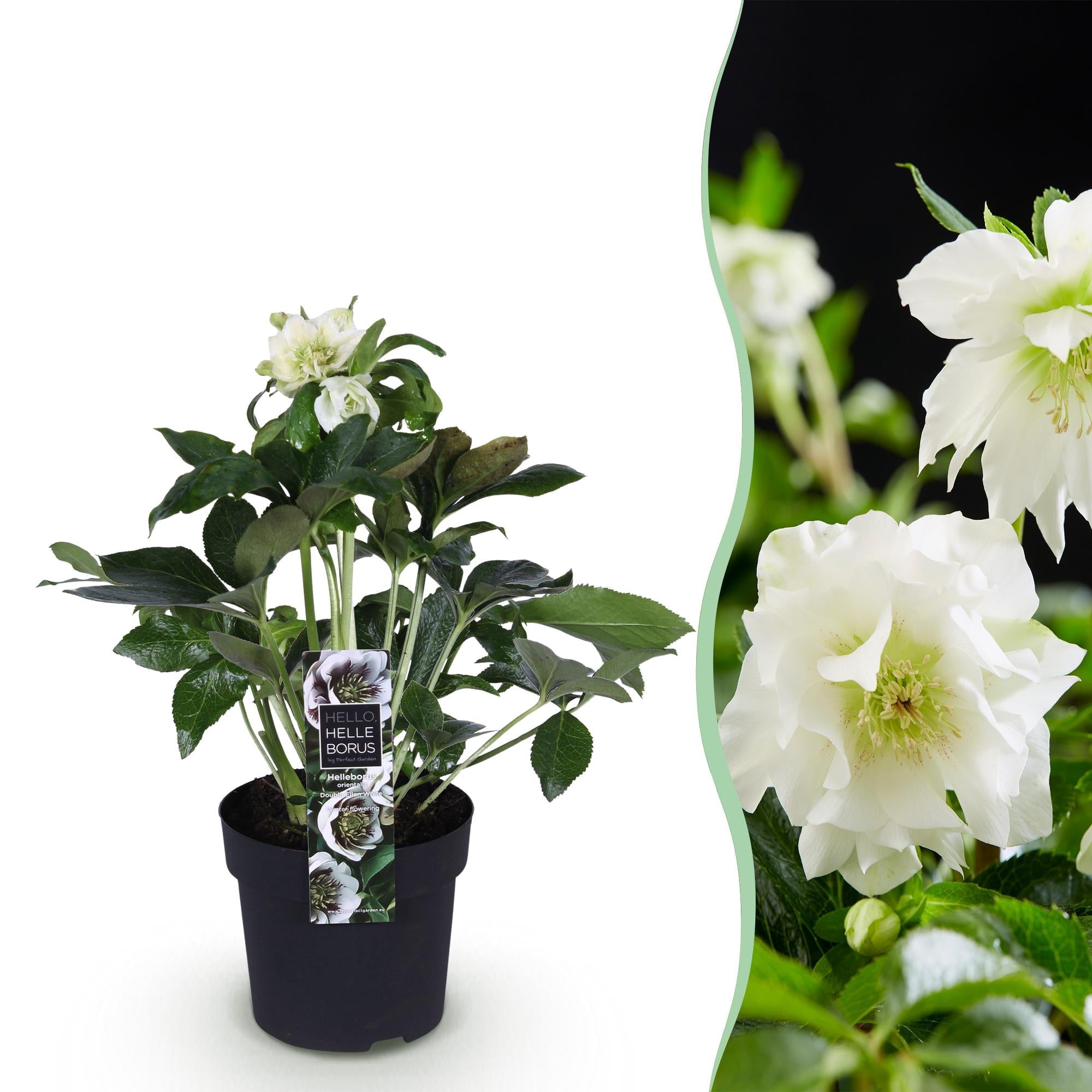 green-guardia-unsere-pflanzen-helleborus-double-ellen-white-14cm-topf image 1