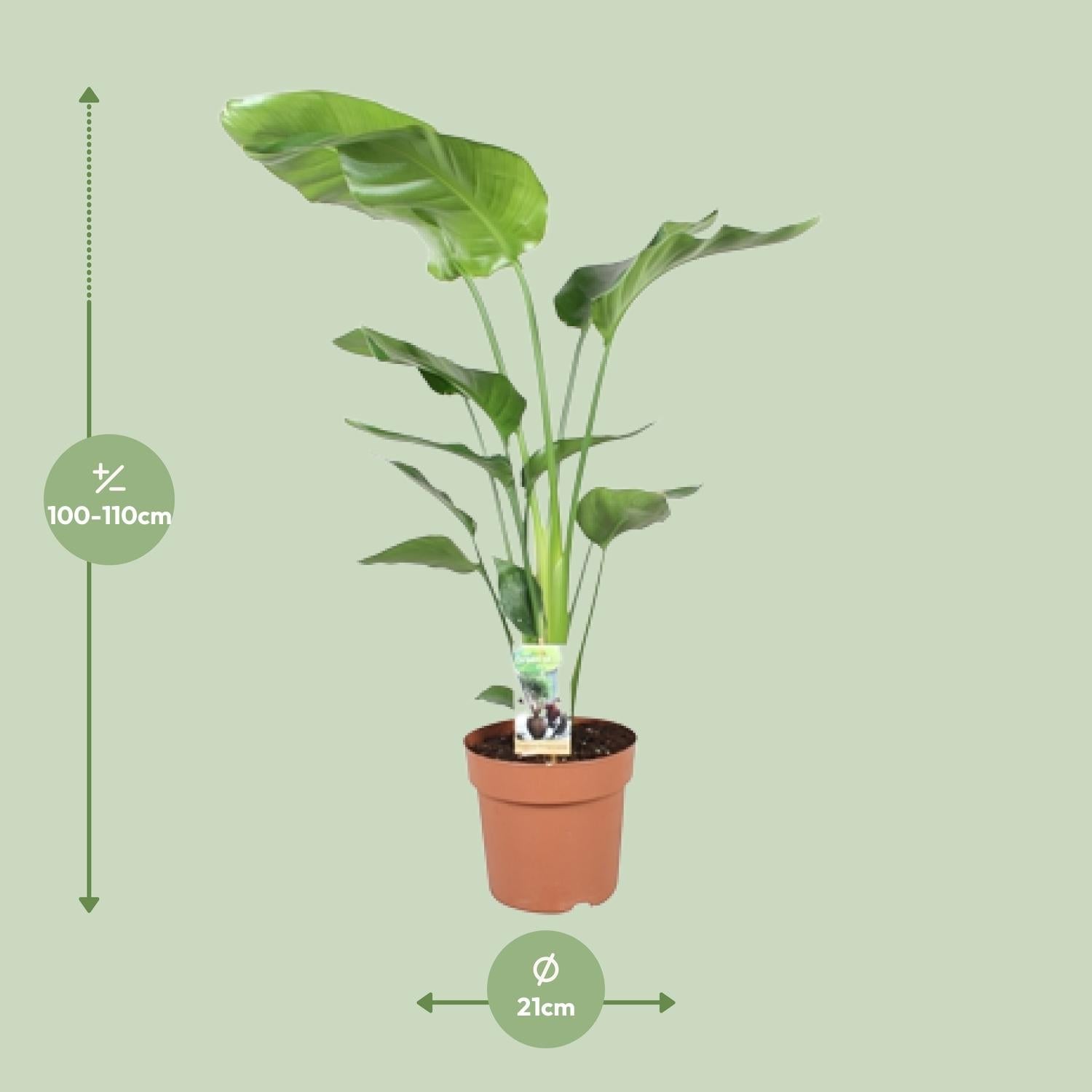 green-guardia-unsere-pflanzen-strelitzia-nicolai-90-cm-wei-e-bl-te-zimmerpflanze image 6
