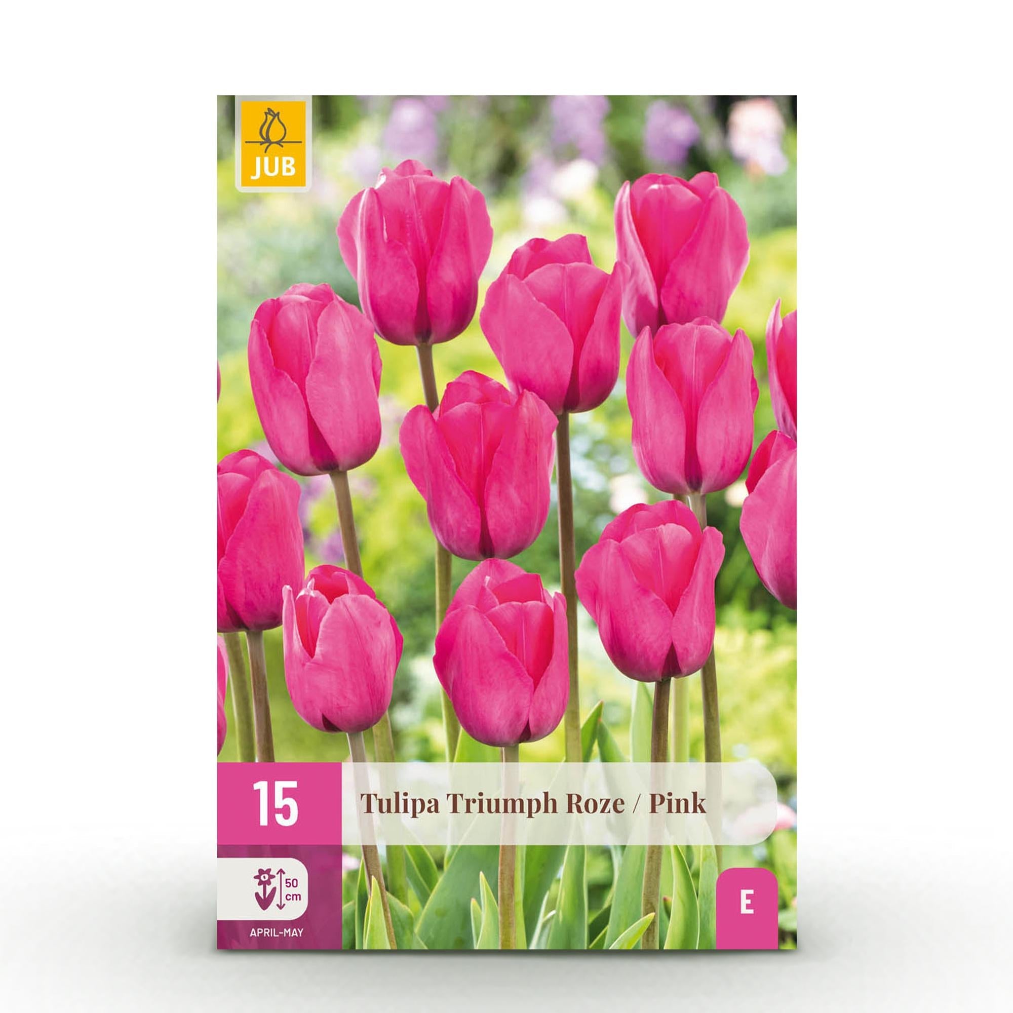 green-guardia-tulpe-triumph-pink-blumenzwiebeln-rosa-15-st-ck image 1