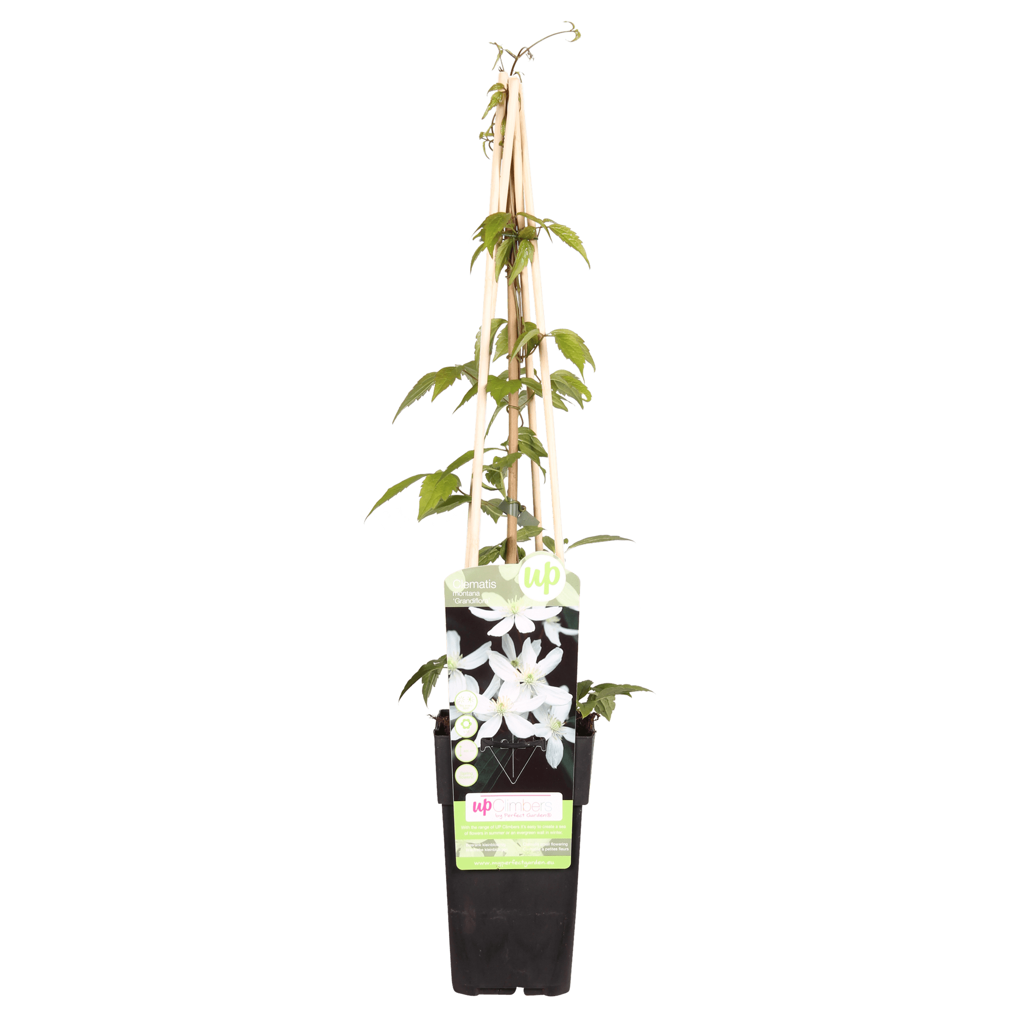 green-guardia-clematis-grandiflora-kletterpflanze-1-pflanze image 1