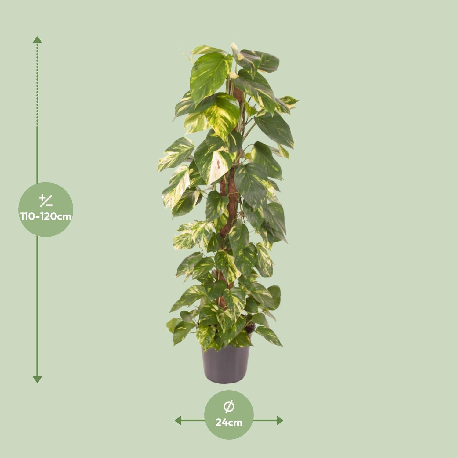 green-guardia-unsere-pflanzen-efeutute-epipremnum-120-cm-24-topf image 2