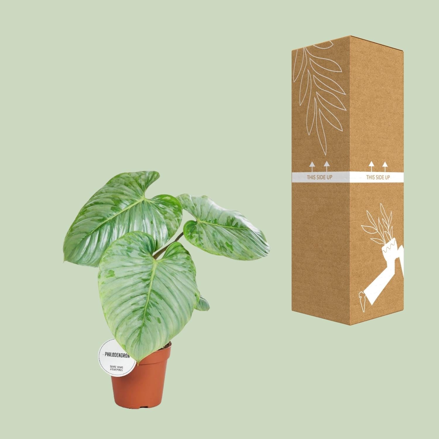 green-guardia-sodiroi-philodendron-zimmerpflanze-45-cm image 3