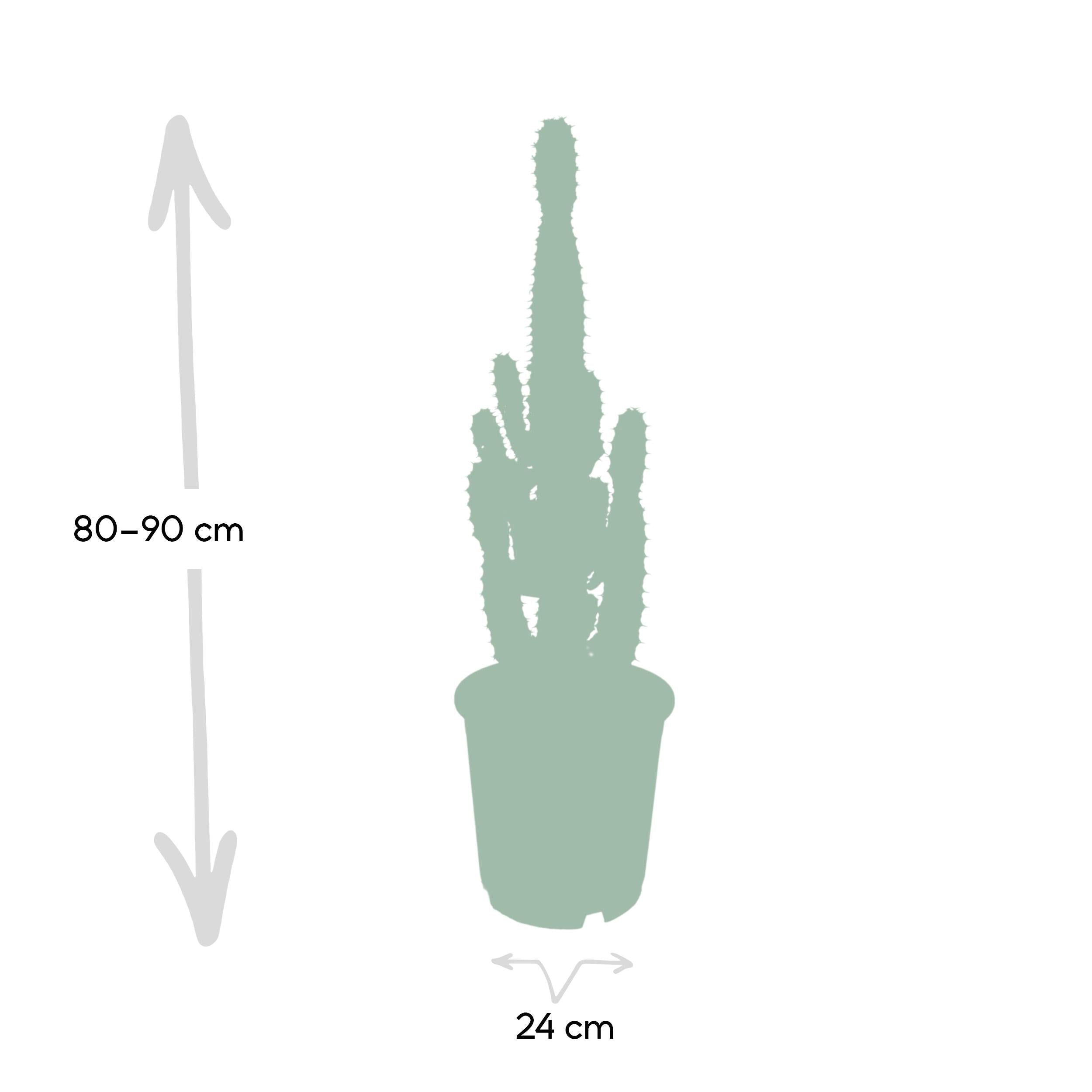 green-guardia-euphorbia-acrurensis-w-stenkerze-50-60-cm image 4