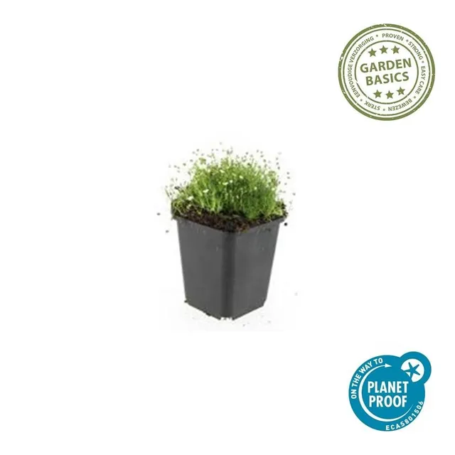 green-guardia-sagina-subulata-sternmoos-bodendecker-6-pflanzen image 1
