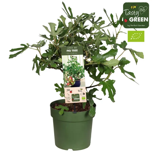 green-guardia-unsere-pflanzen-feigenbaum-little-miss-figgy-bio-50cm image 1