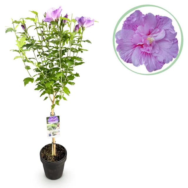 green-guardia-lavender-chiffon-hibiskus-stamm-90cm-19cm image 1