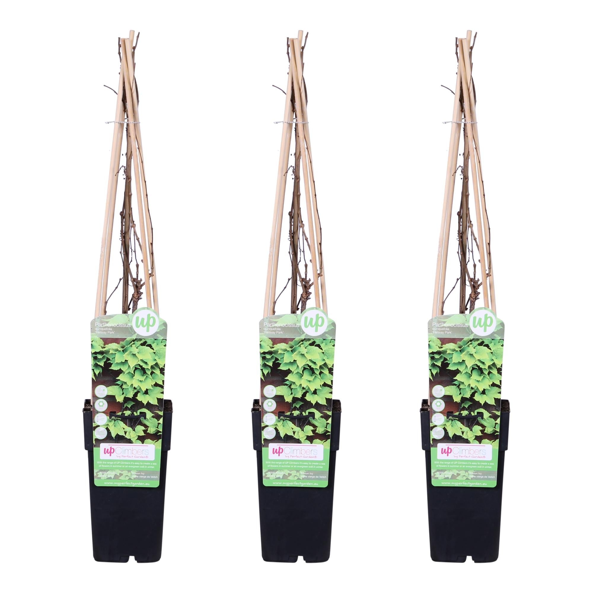 green-guardia-unsere-pflanzen-wilder-wein-veitch-boskoop-1-pflanze image 4