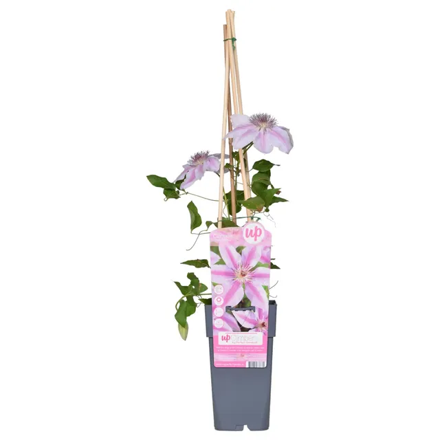 green-guardia-clematis-nelly-moser-rosa-15cm-topf image 1