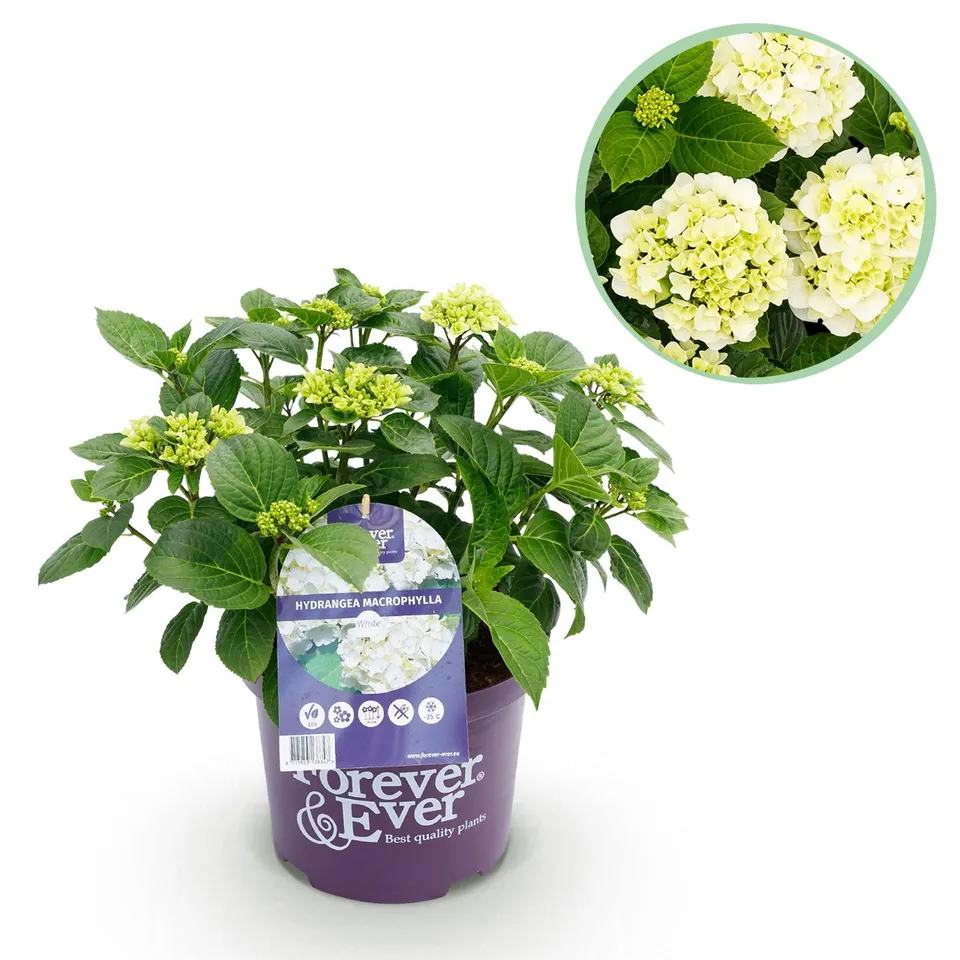 green-guardia-unsere-pflanzen-hortensie-forever-ever-wei-1-pflanze image 1