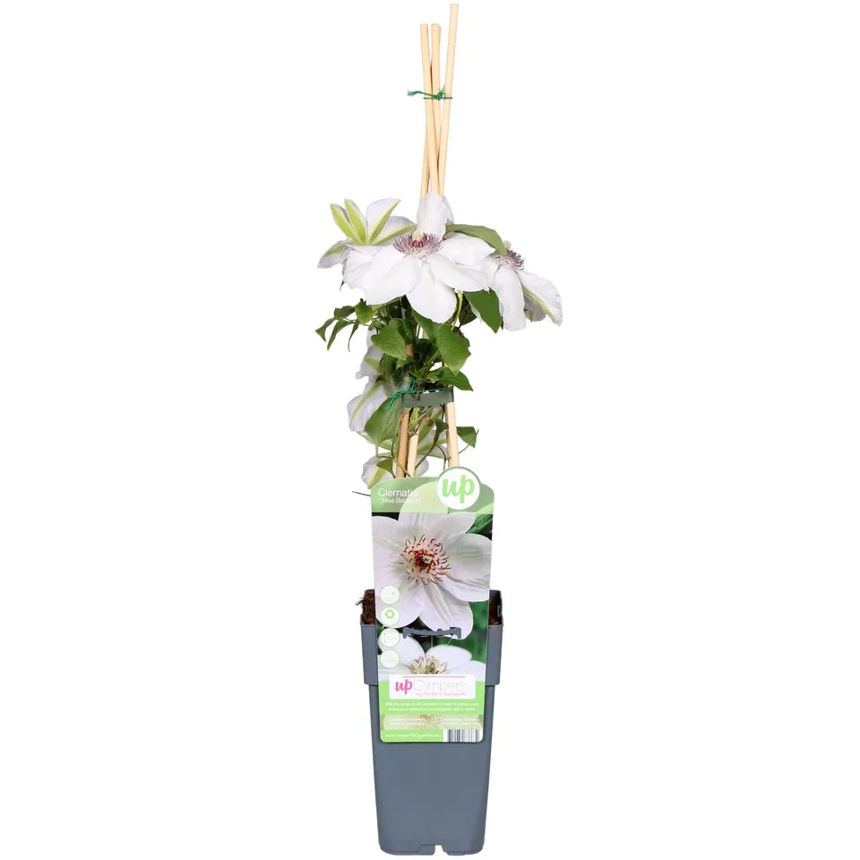 green-guardia-unsere-pflanzen-clematis-miss-bateman-kletterpflanze-wei-15-cm image 1