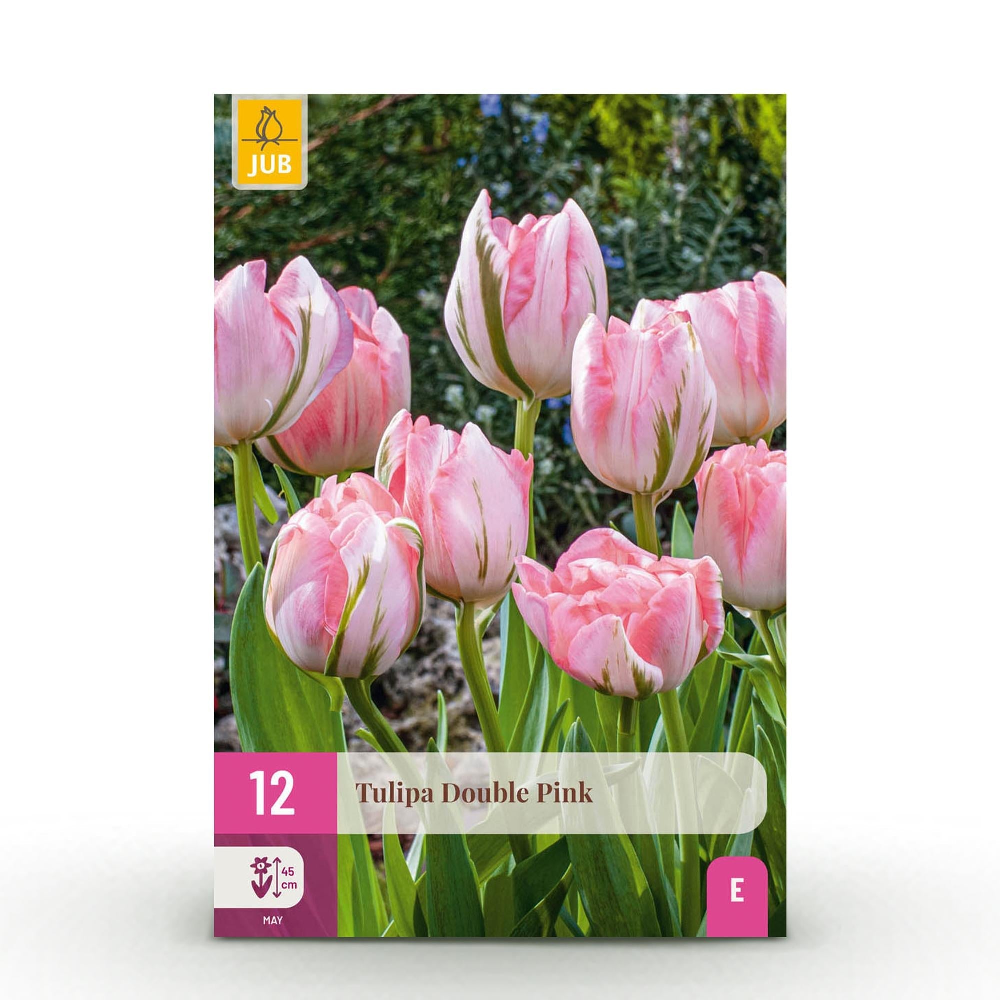 green-guardia-unsere-pflanzen-tulpe-double-pink-blumenzwiebeln-12-st-ck-rosa image 1