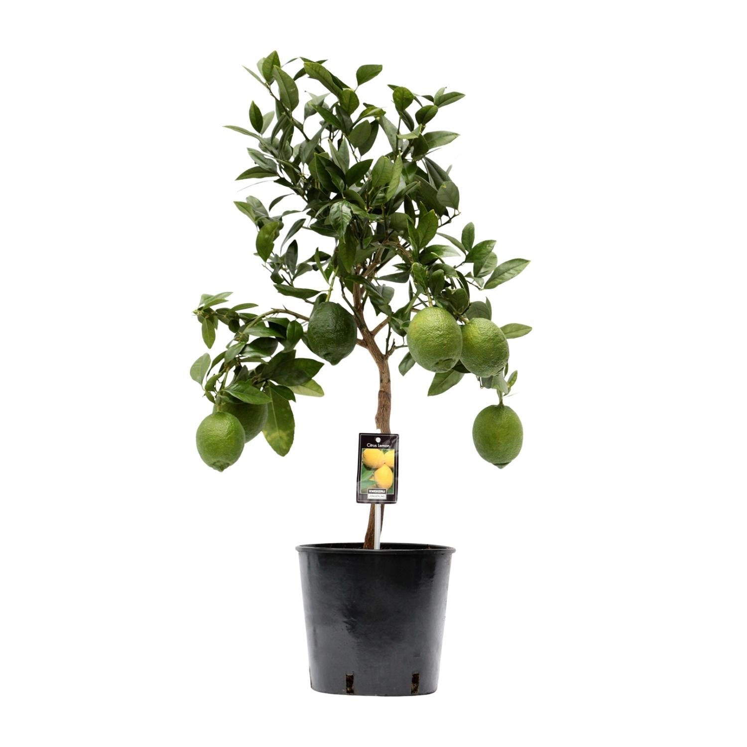 green-guardia-unsere-pflanzen-zitronenbaum-citrus-lemon-35-cm image 1
