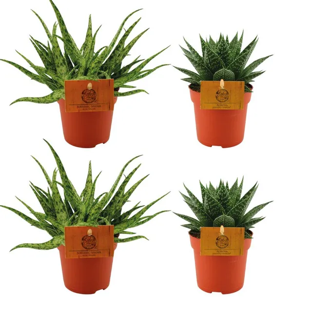 green-guardia-aloe-spider-gasteria-aurora-sukkulenten-4-pflanzen image 1