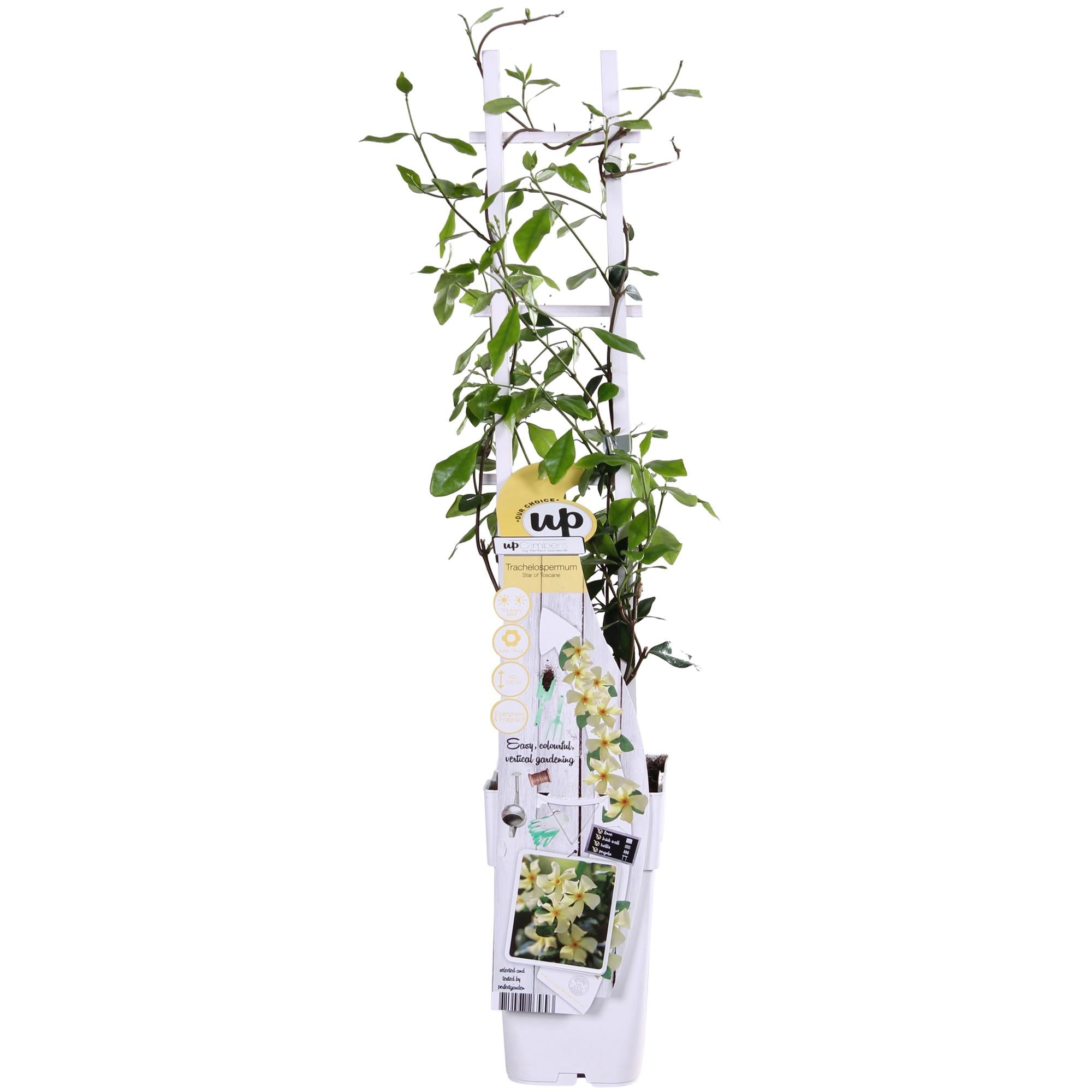 green-guardia-unsere-pflanzen-jasmin-star-of-toscana-gelb-15cm-topf image 1