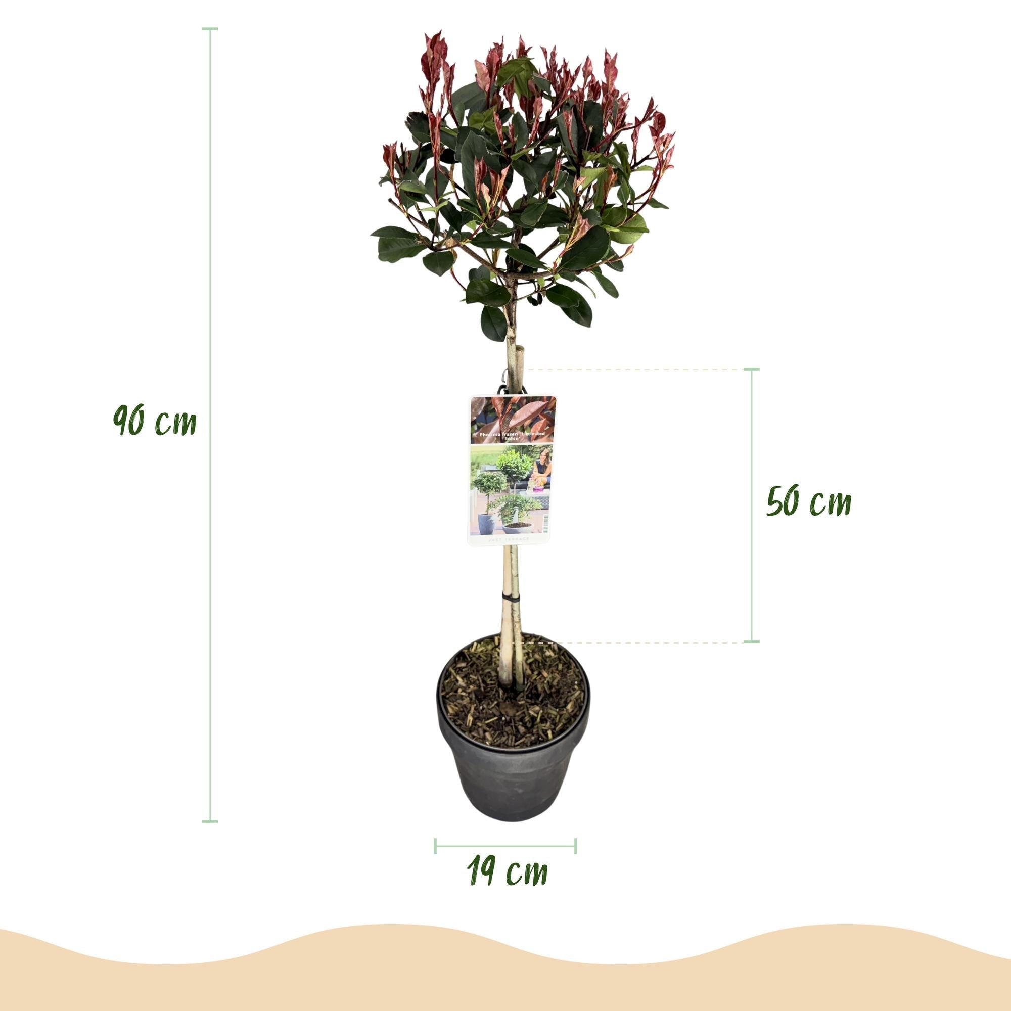 green-guardia-photinia-little-red-robin-stamm-gr-n-rot-19-cm-topf image 2