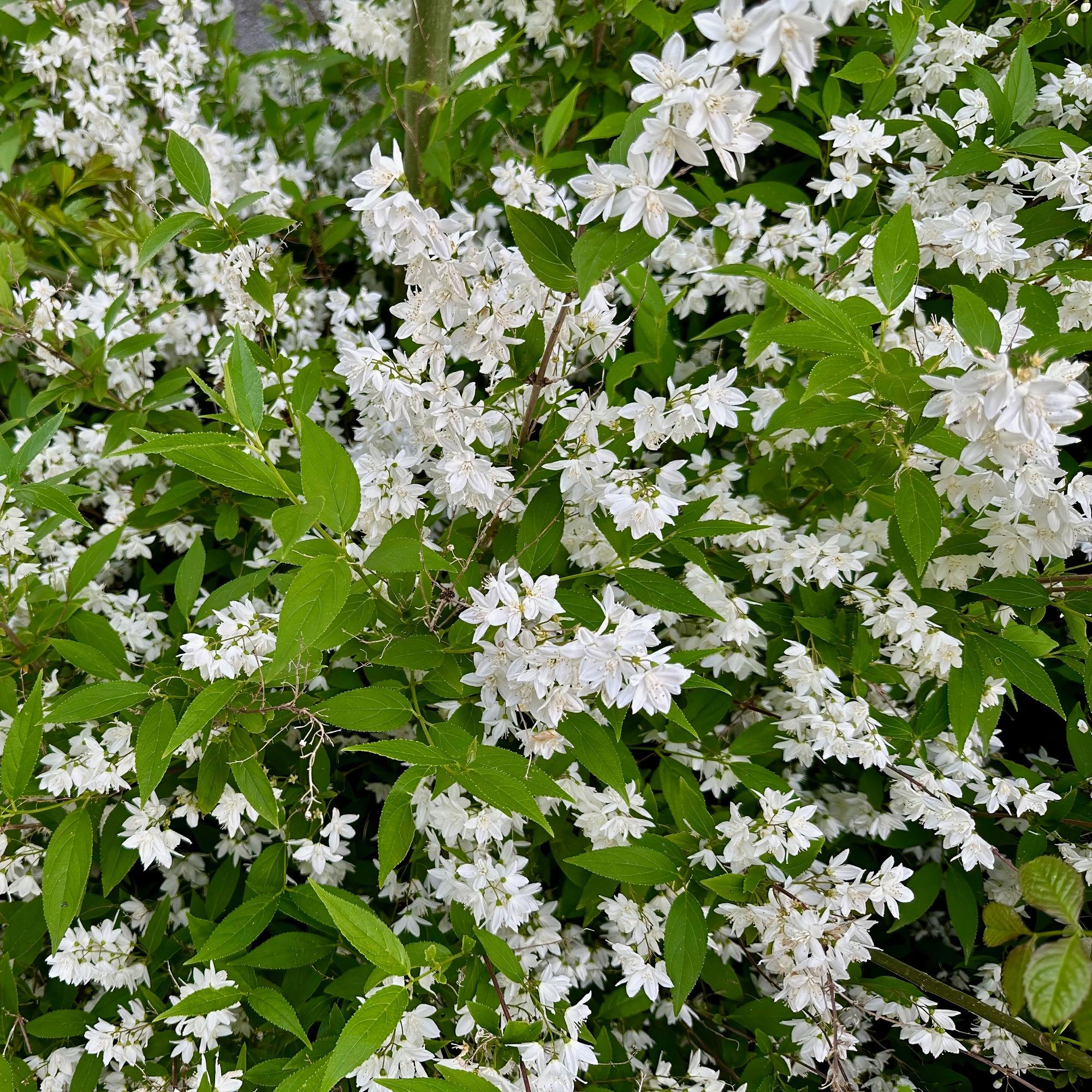green-guardia-maiblumenstrauch-deutzia-gracilis-strauch-17-cm-topf-wei image 4