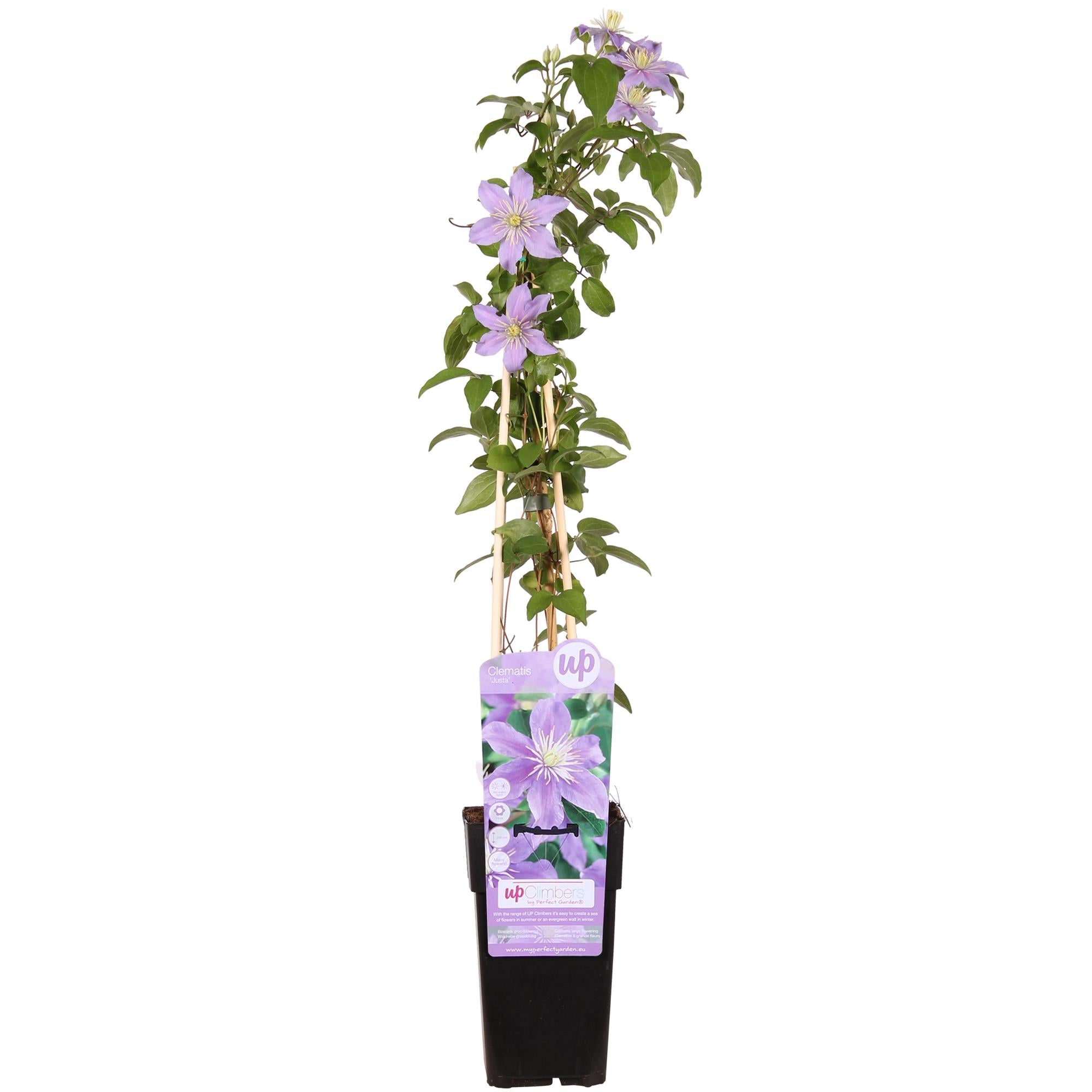 green-guardia-unsere-pflanzen-clematis-justa-kletterpflanze-65-cm image 1