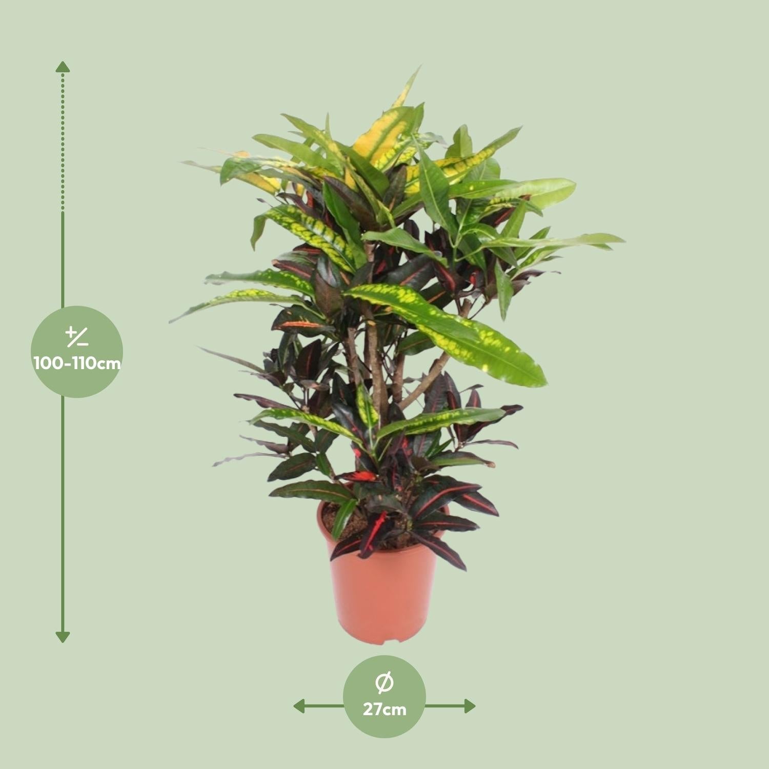 green-guardia-unsere-pflanzen-codiaeum-mango-zimmerpflanze-110-cm image 2