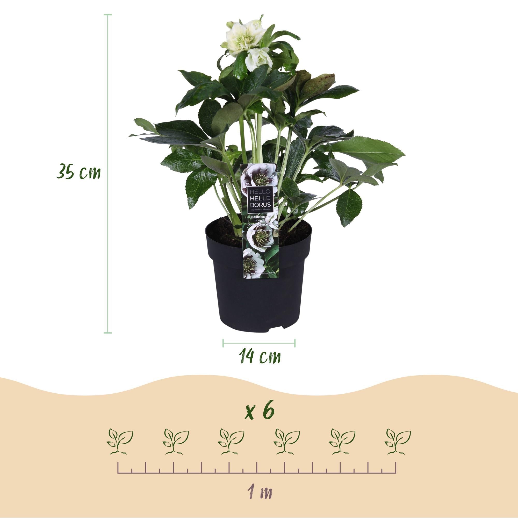 green-guardia-unsere-pflanzen-helleborus-double-ellen-white-14cm-topf image 2