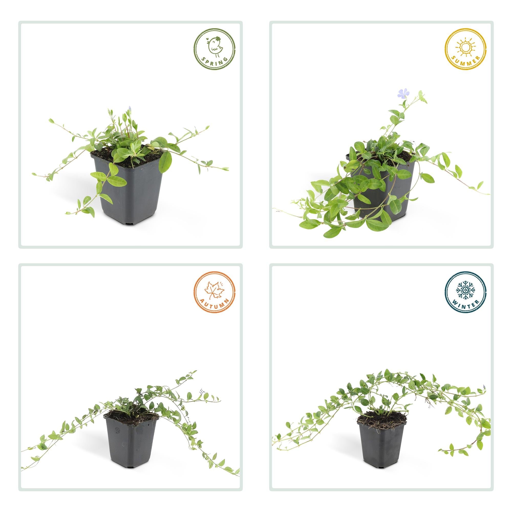 green-guardia-vinca-minor-immergr-n-12-pflanzen-9-cm image 3