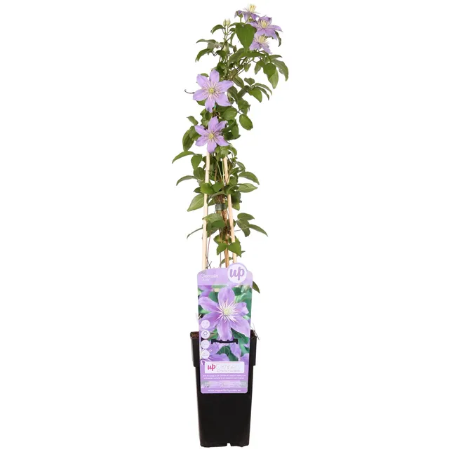 green-guardia-unsere-pflanzen-clematis-justa-kletterpflanze-65-cm image 1