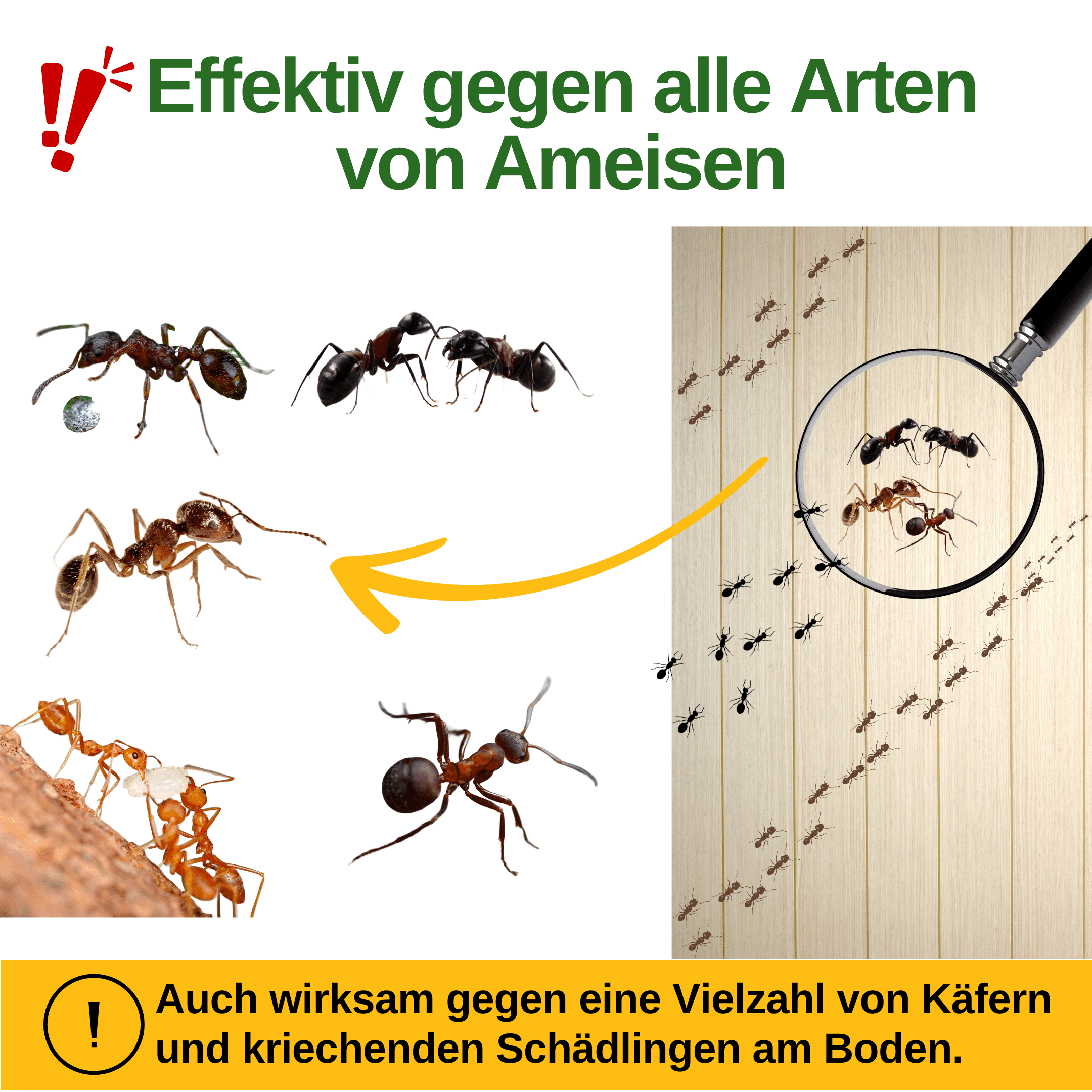 green-guardia-mehrweg-fallen-ameisen-falle-1x-chemiefrei image 2