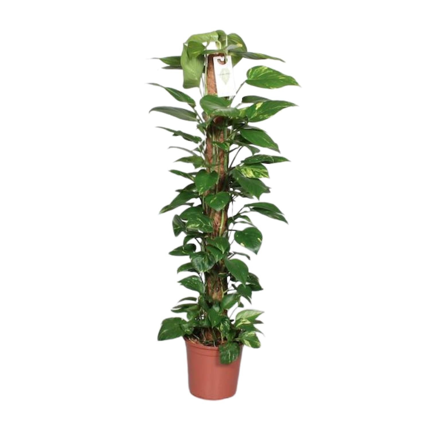 green-guardia-unsere-pflanzen-efeutute-epipremnum-80cm-moosstab image 1