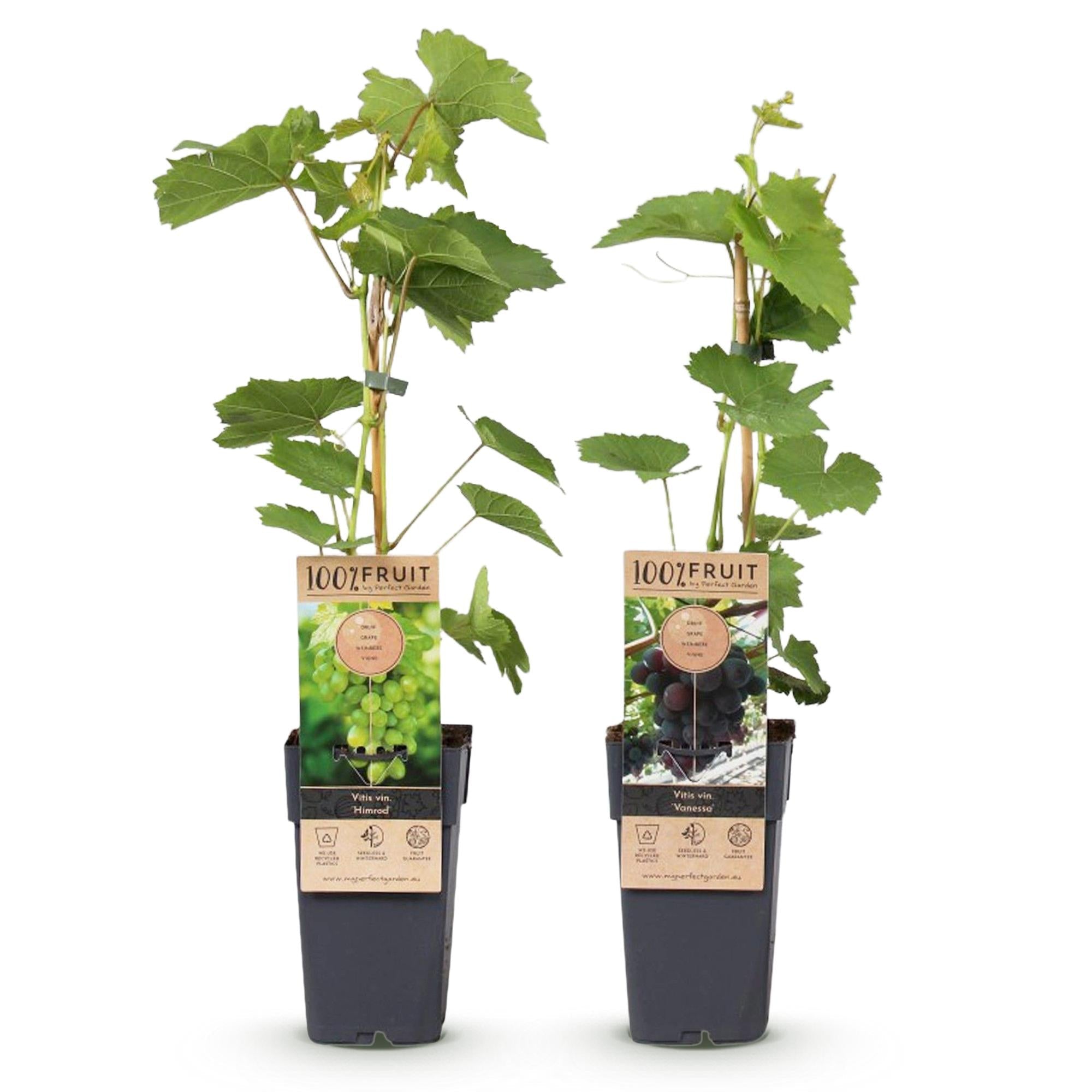 green-guardia-unsere-pflanzen-vitis-vinifera-vanessa-himrod-traubenpflanze-2x-ke image 2