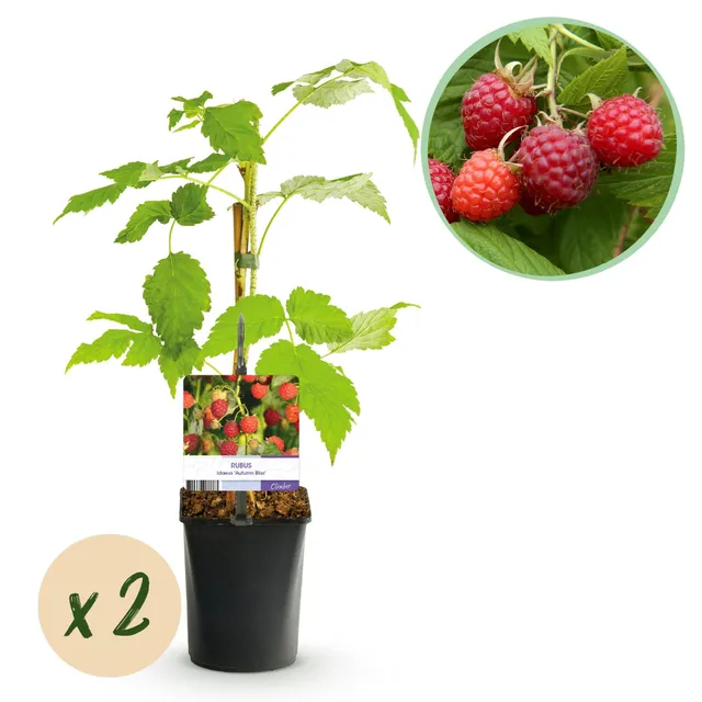 green-guardia-unsere-pflanzen-himbeere-autumn-bliss-pflanze-2x-11-cm-topf-rot image 1