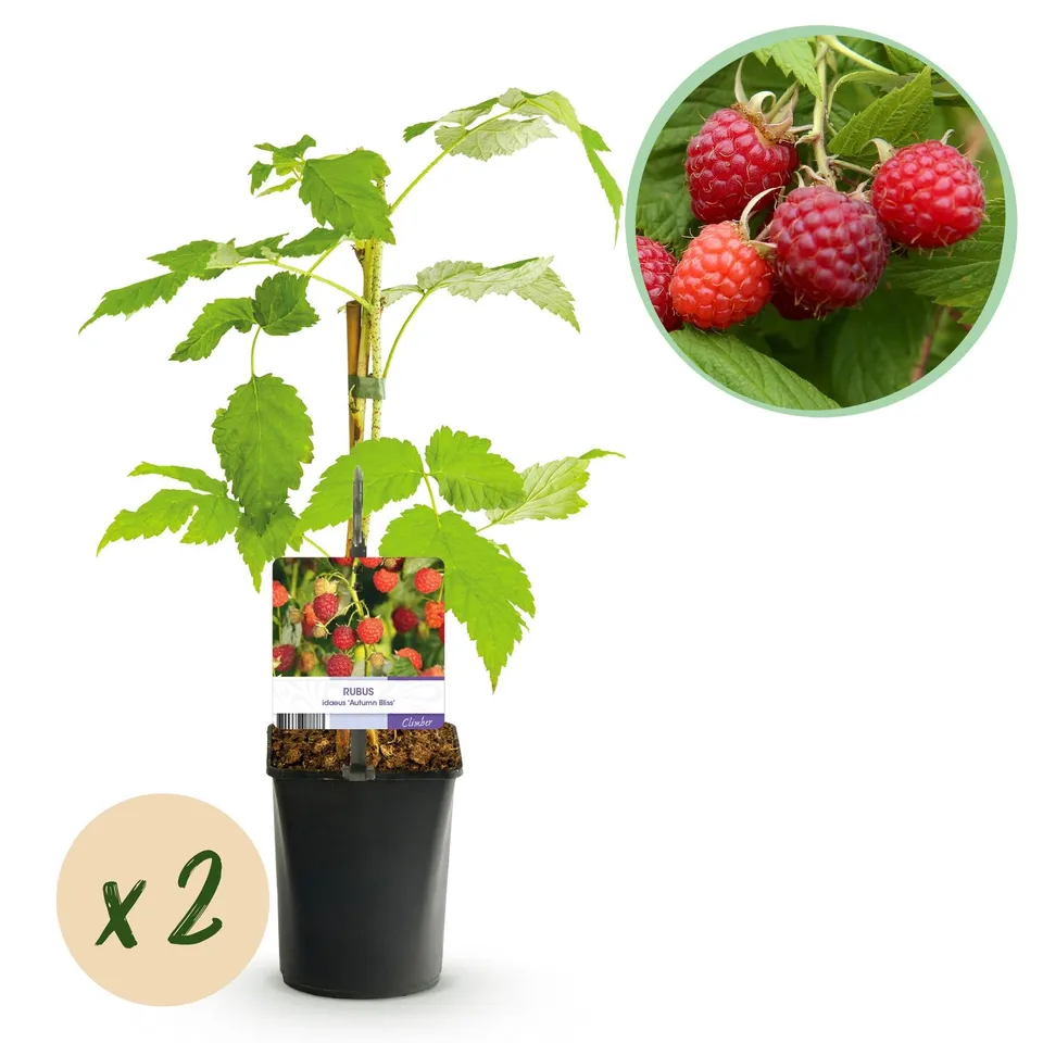 green-guardia-unsere-pflanzen-himbeere-autumn-bliss-pflanze-2x-11-cm-topf-rot image 1