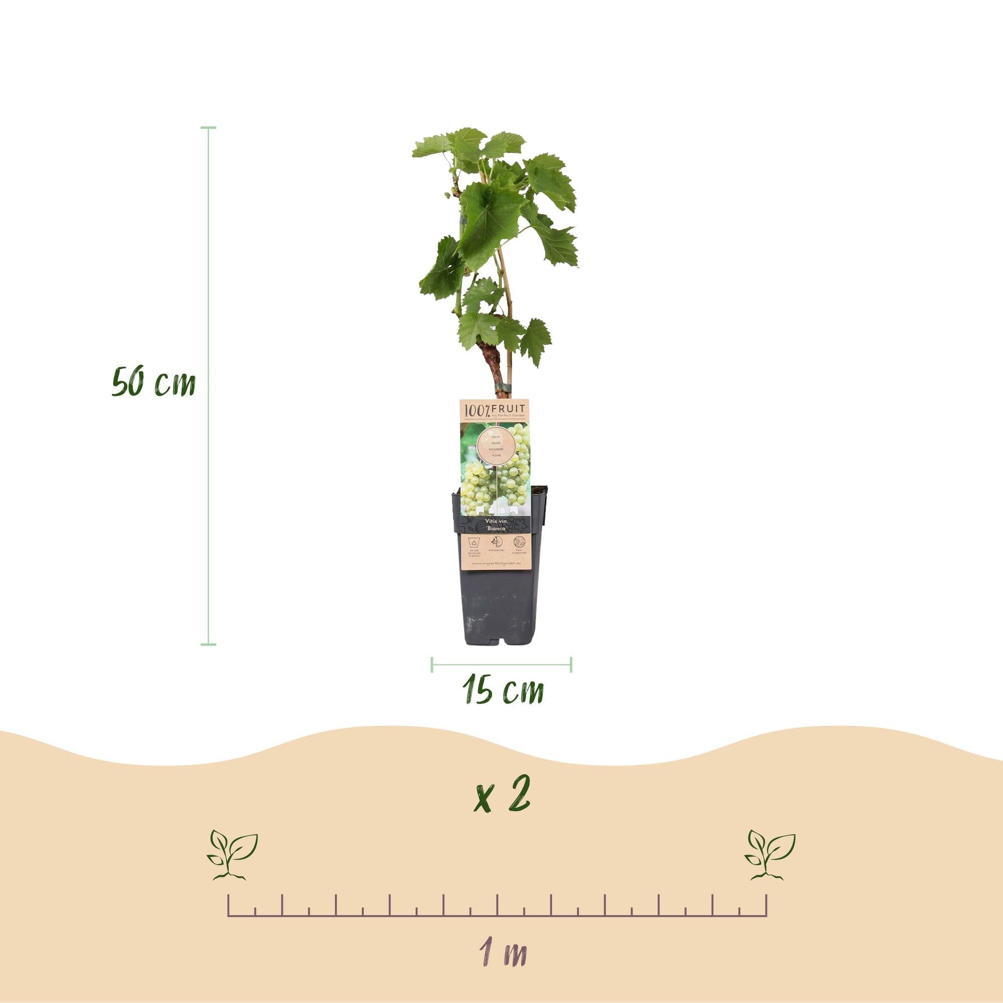 green-guardia-bianca-tafeltraube-weiss-2-pflanzen-50-cm image 3